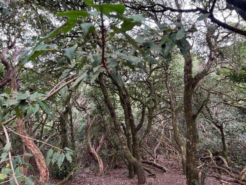 Copyright Ullrich Angersbach